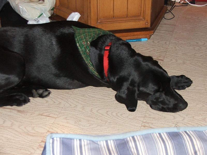 Christmas 2008 140.jpg